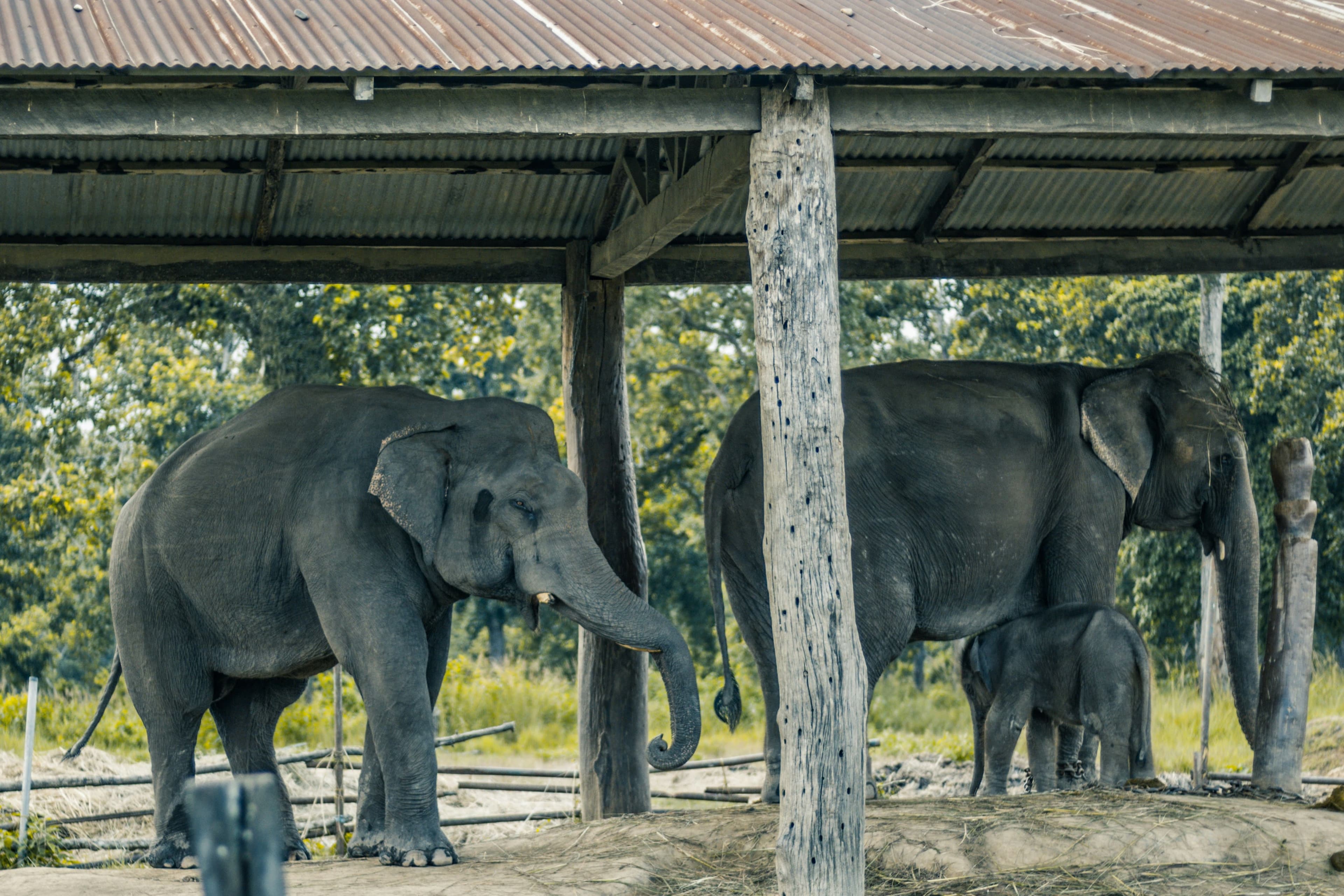 eSIM Chitwan National Park