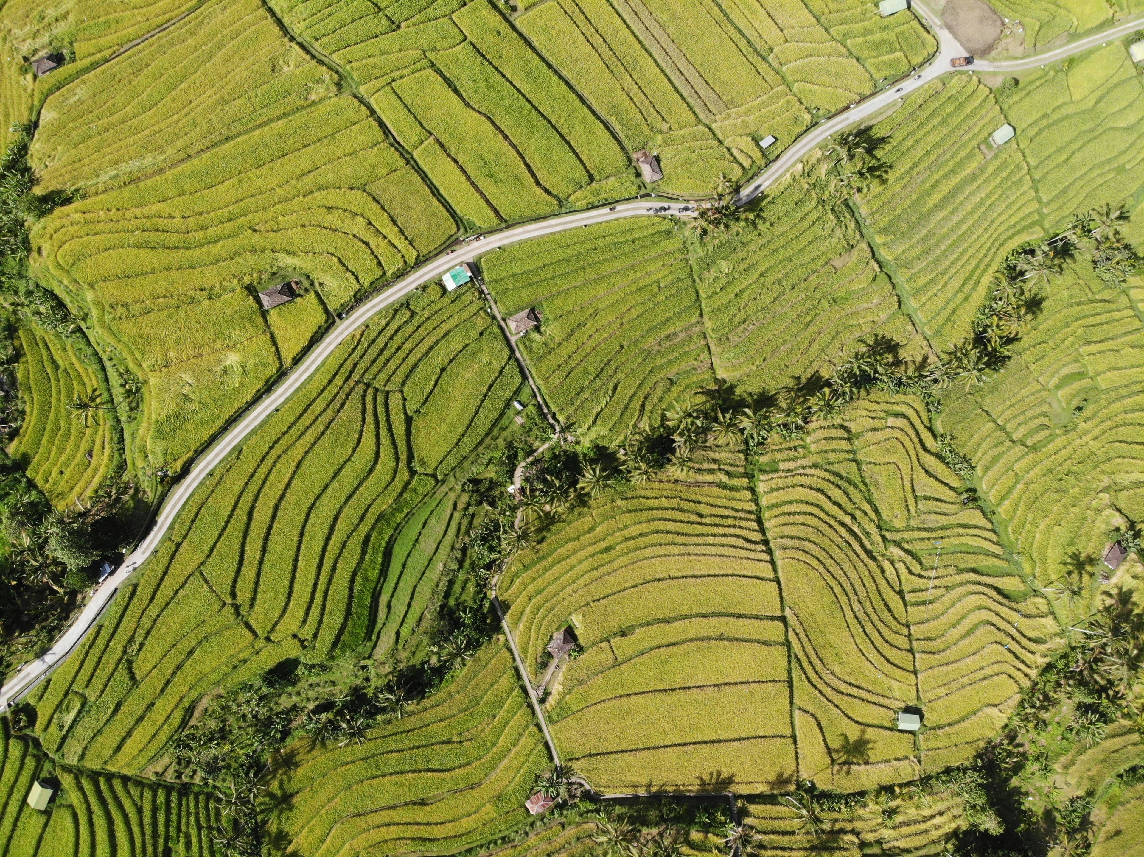 eSIM Jatiluwih Rice Fields