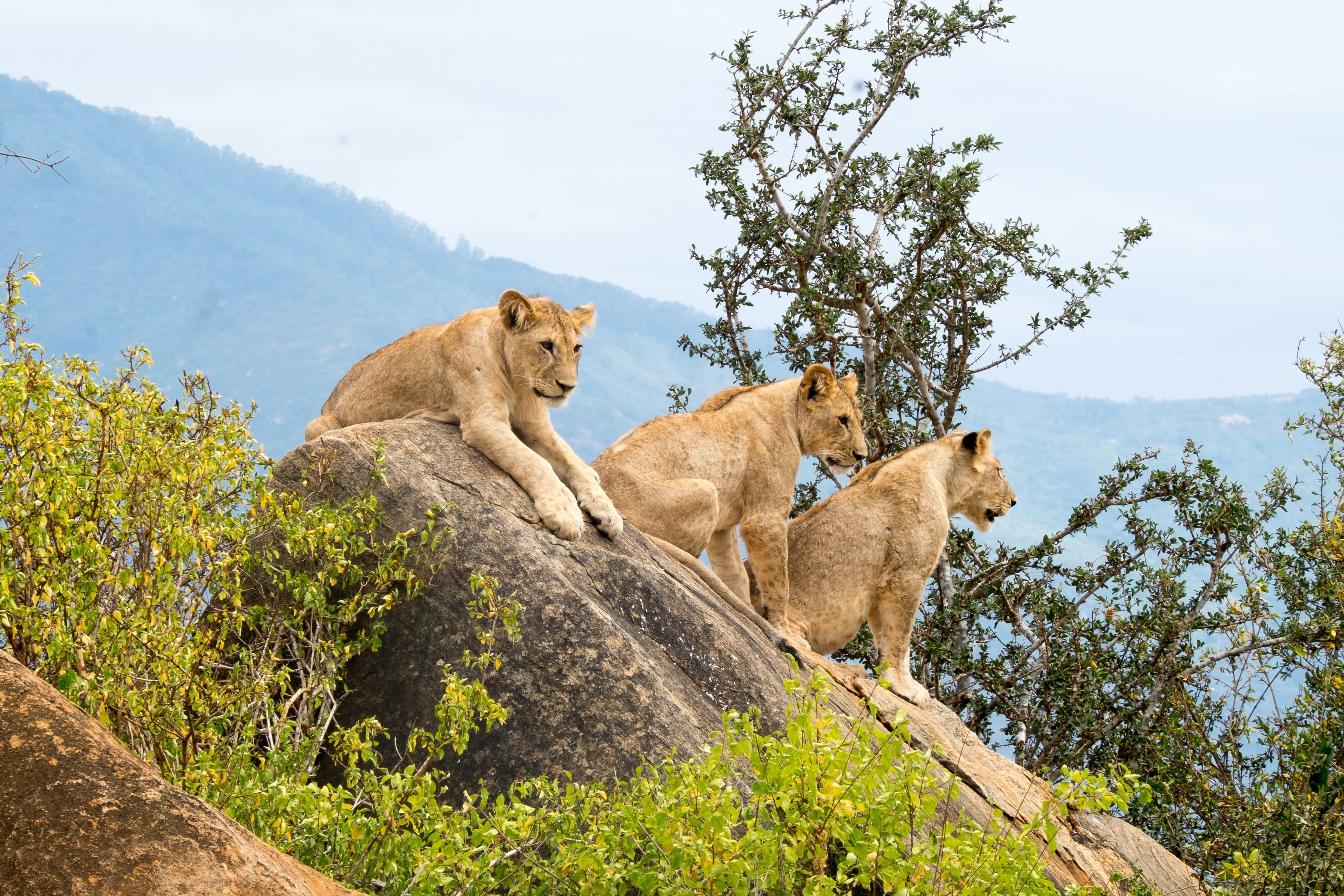 eSIM Tsavo East National Park