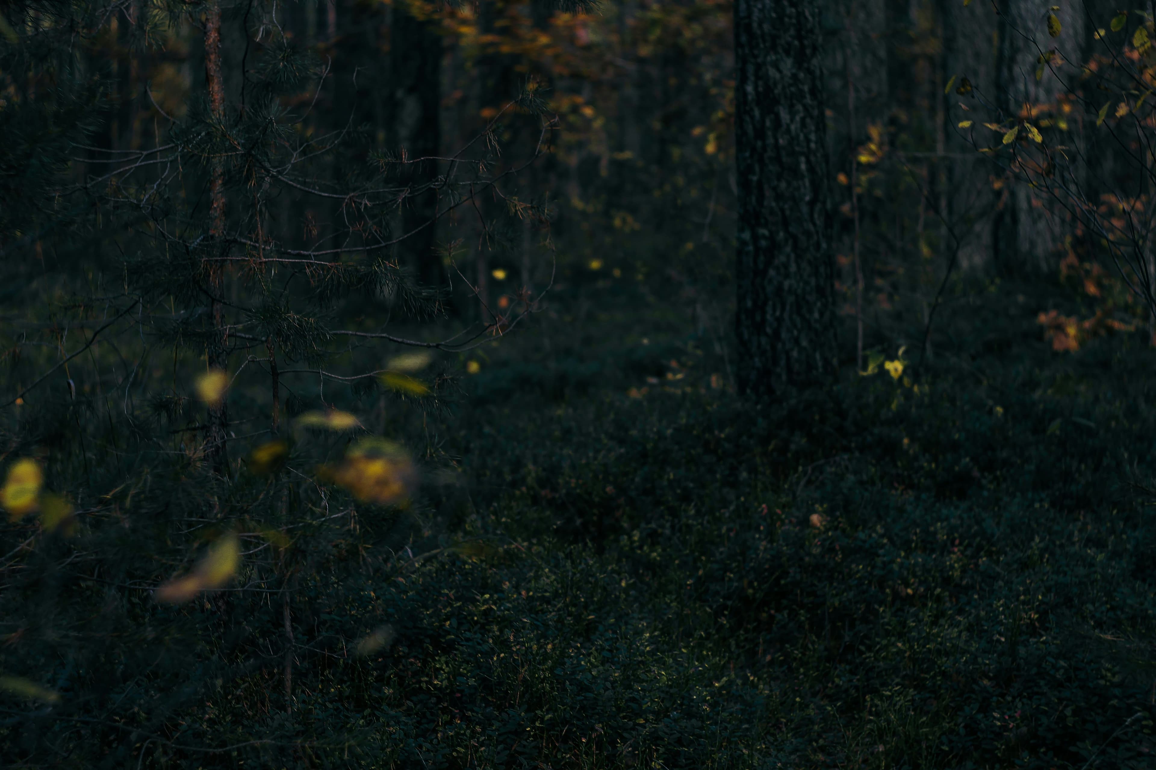 eSIM The Black Forest
