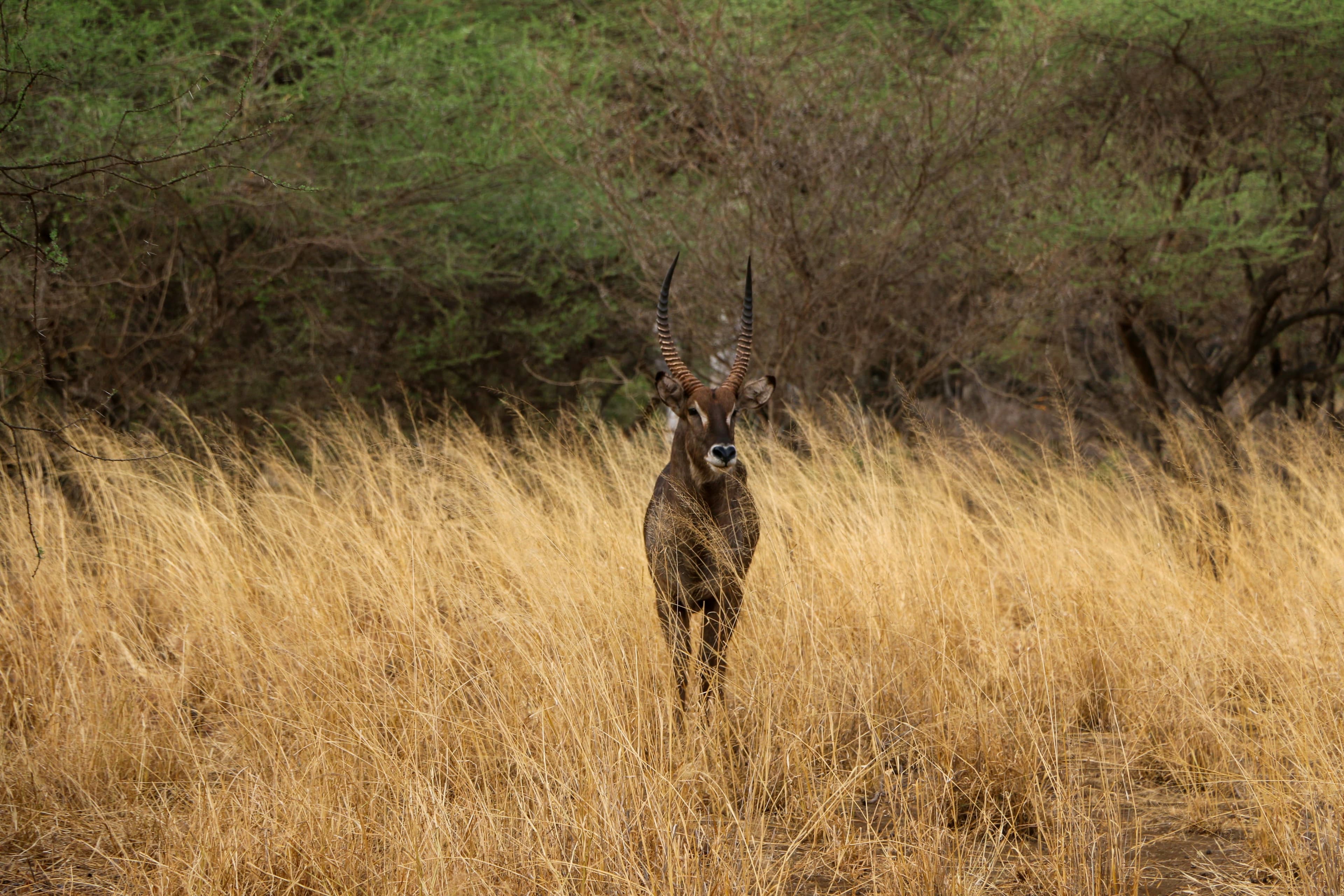 eSIM Tsavo West National Park
