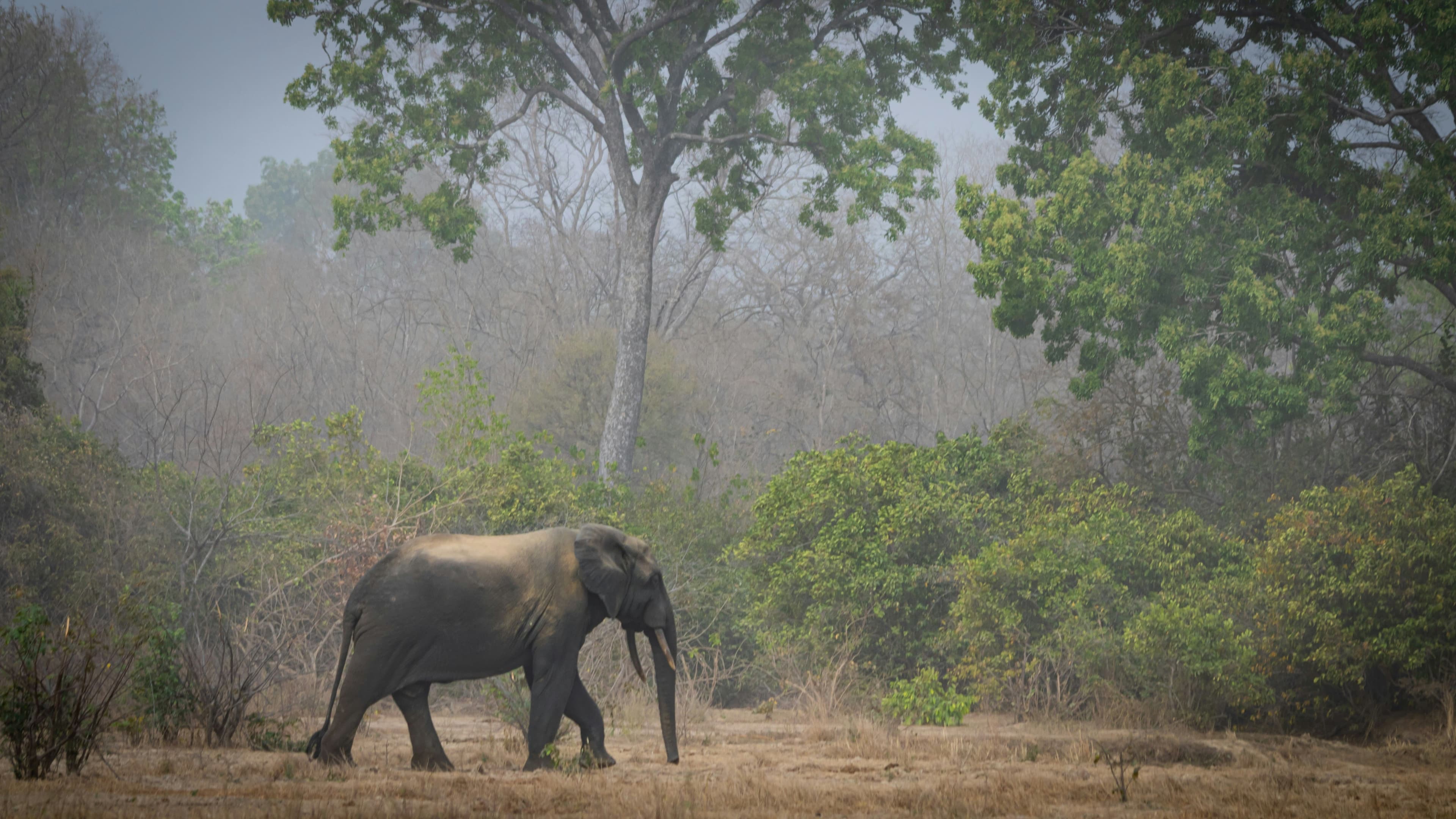 eSIM Mole National Park