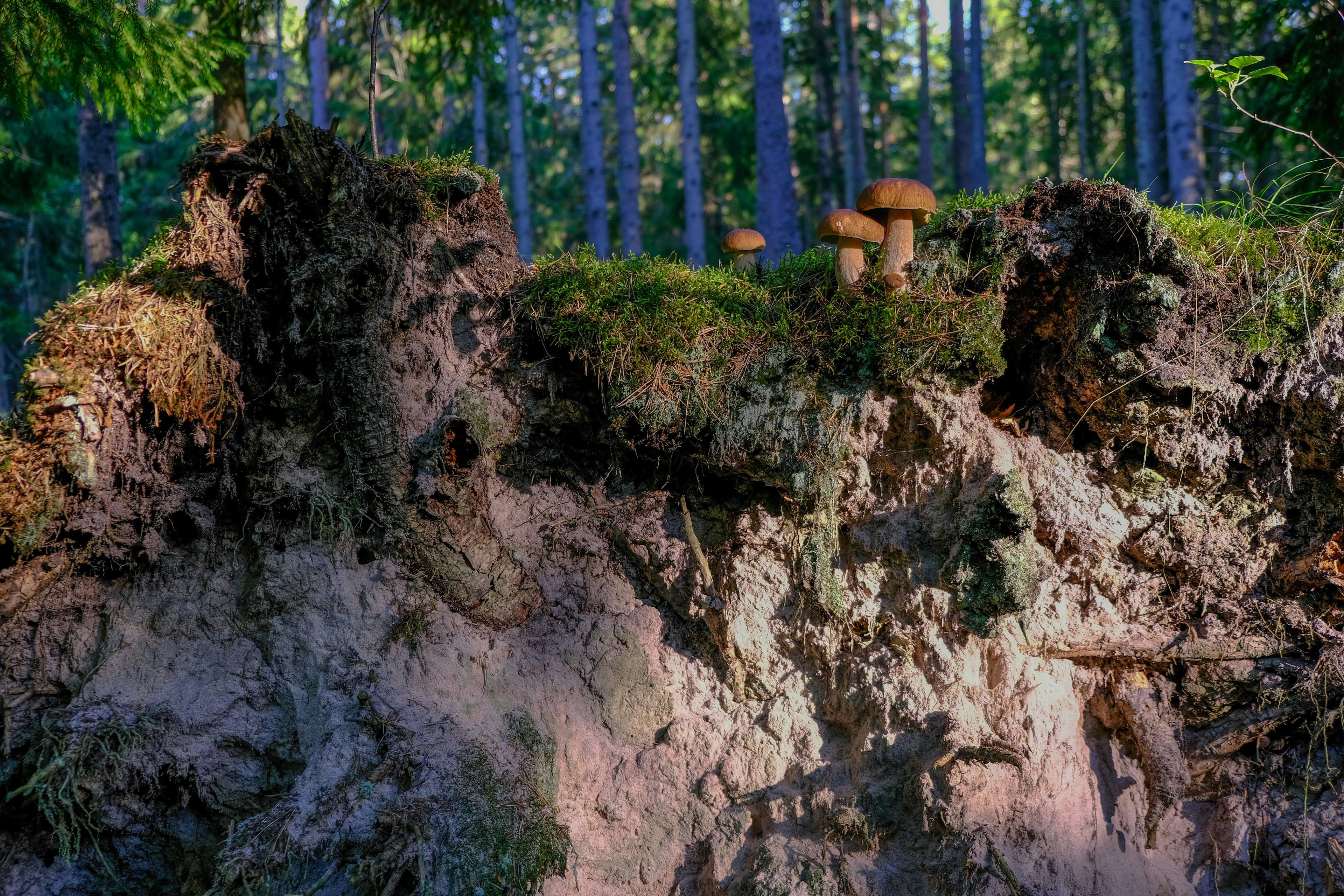 eSIM Lahemaa National Park